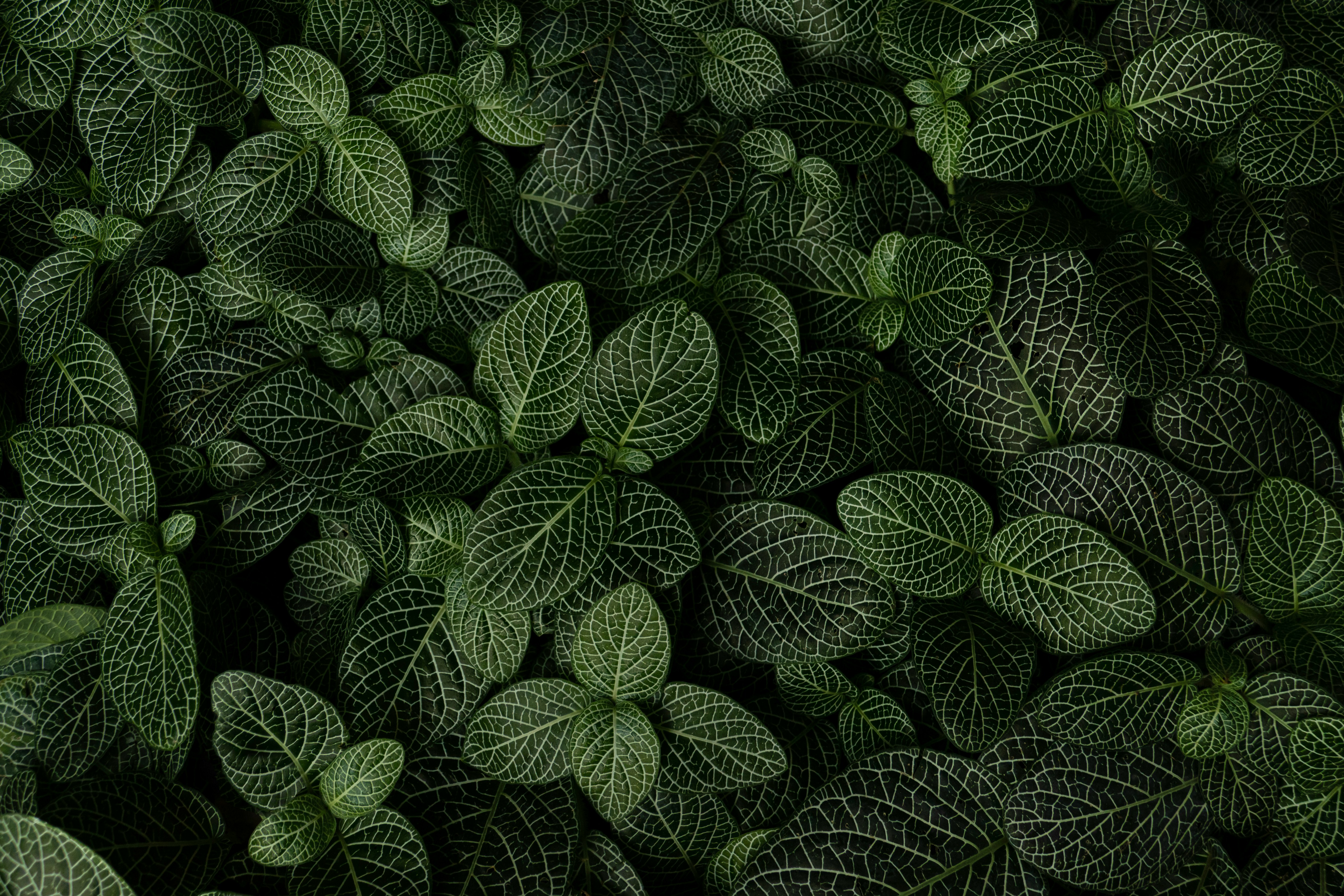 販促画像